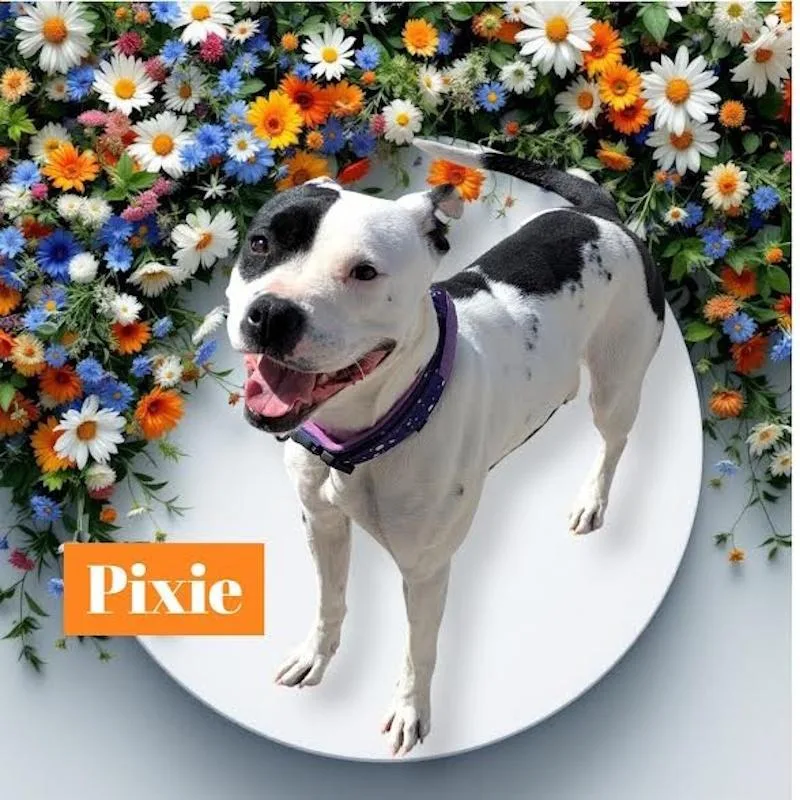 Pixie