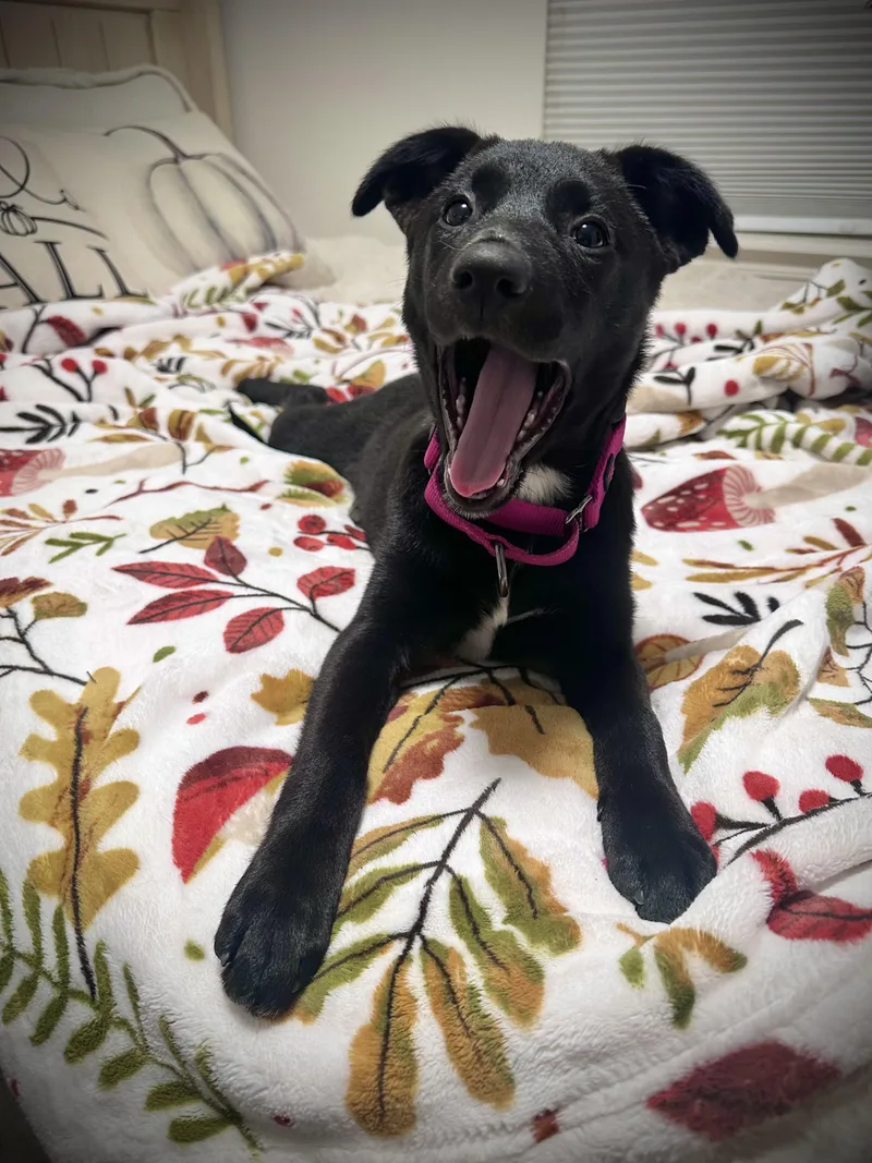 A baby medium-sized female Black Australian Shepherd dog named Roo for adoption in Sammamish, WA