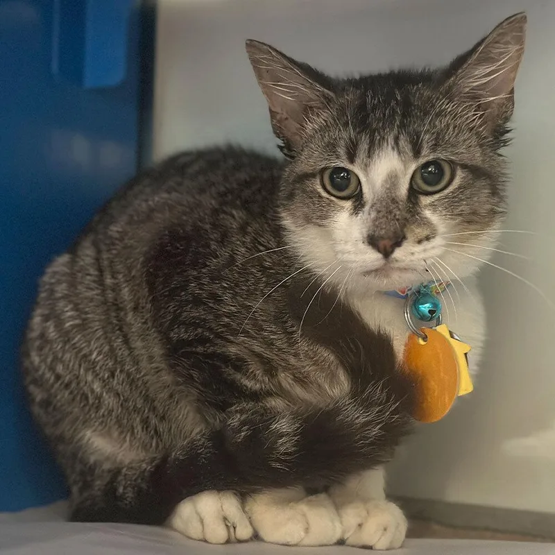 A young small-sized male Domestic Short Hair cat named Nucleus for adoption in Port Washington, NY