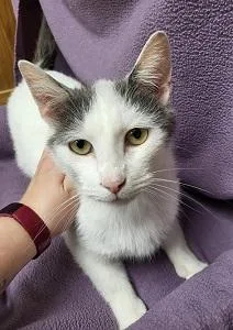 An adult large-sized male Domestic Short Hair cat named Titan for adoption in Bucyrus, OH