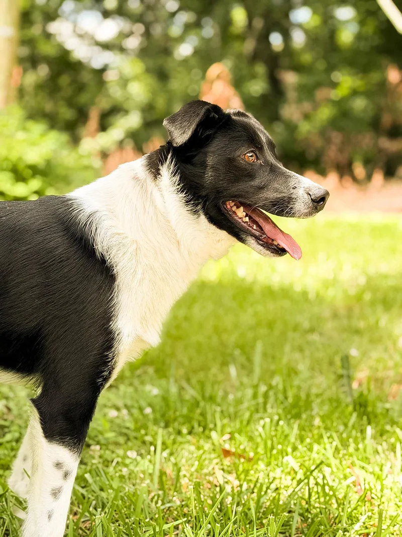 A young medium-sized male Black Mixed Breed dog named ScooterTransport for adoption in Gradyville, KY