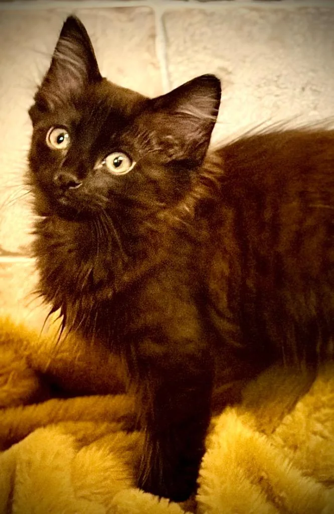 A baby medium-sized female Domestic Medium Hair cat named Lupe for adoption in San Antonio, TX