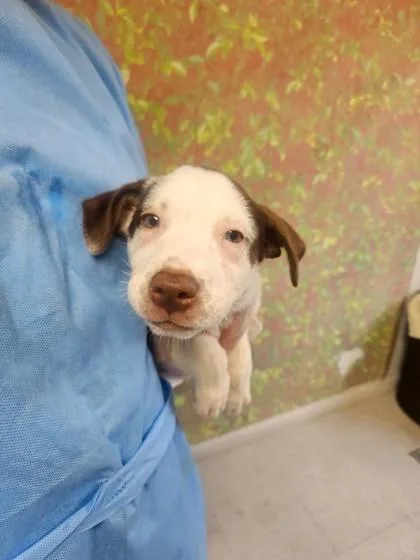A young small-sized female Labrador Retriever dog named Demi for adoption in San Antonio, TX