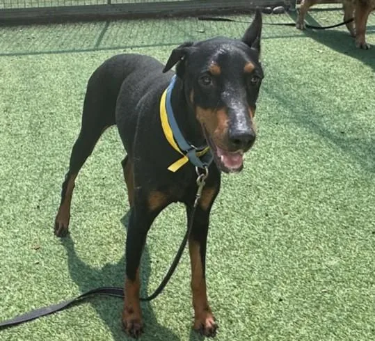 An adult medium-sized female Doberman Pinscher dog named Swift for adoption in Chatsworth, CA
