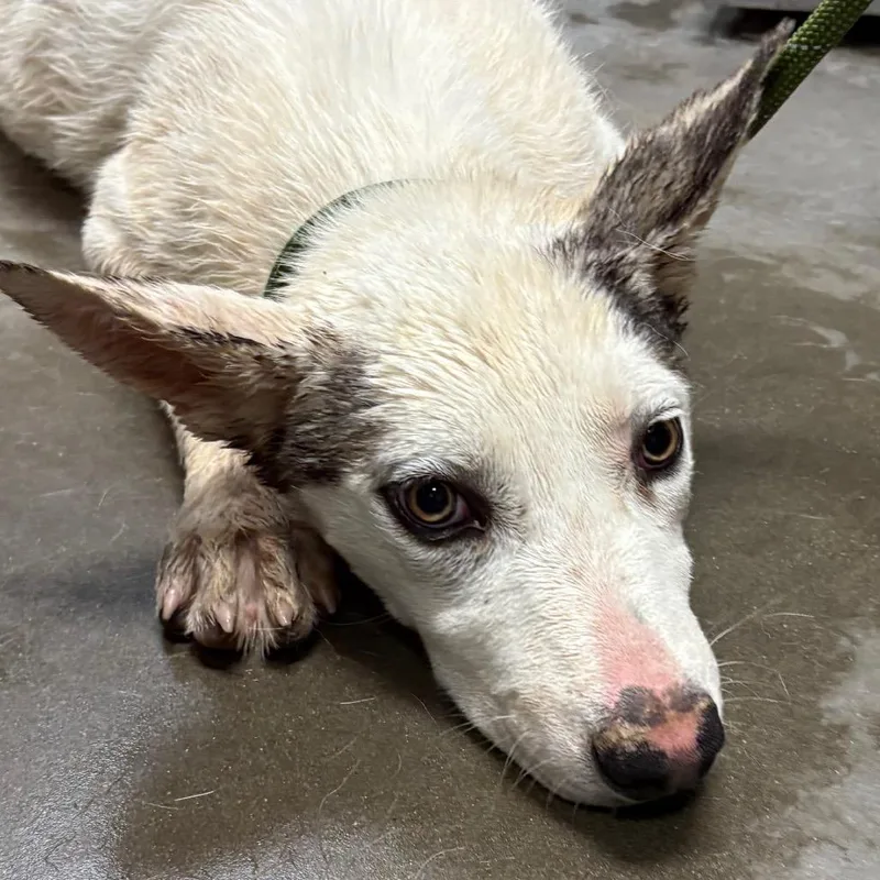 An adult medium-sized female White / Cream Husky dog named Rosa for adoption in Yuma, AZ