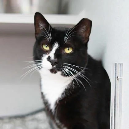 An adult small-sized male White Domestic Short Hair cat named Two Face for adoption in Atlanta, GA