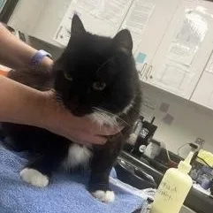 An adult medium-sized male Black & White / Tuxedo Domestic Short Hair cat named Larry for adoption in Athens, GA