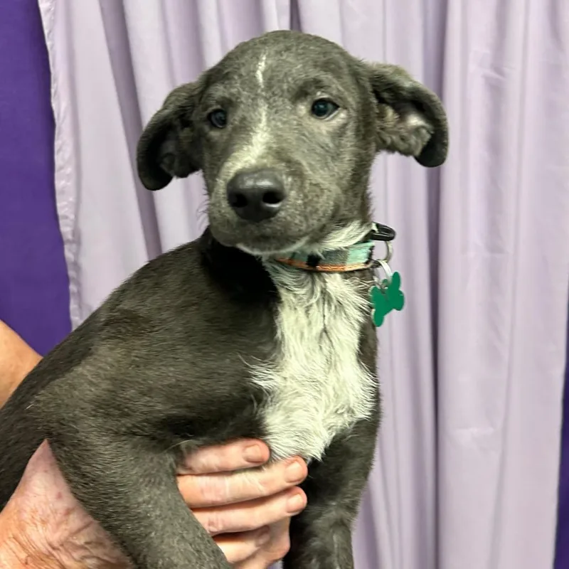 A baby small-sized male Gray / Blue / Silver Labrador Retriever dog named Triton for adoption in Boerne, TX