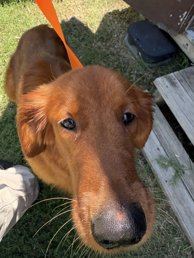 A young large-sized male Red / Chestnut / Orange Golden Retriever dog named Pine for adoption in Ashland, VA