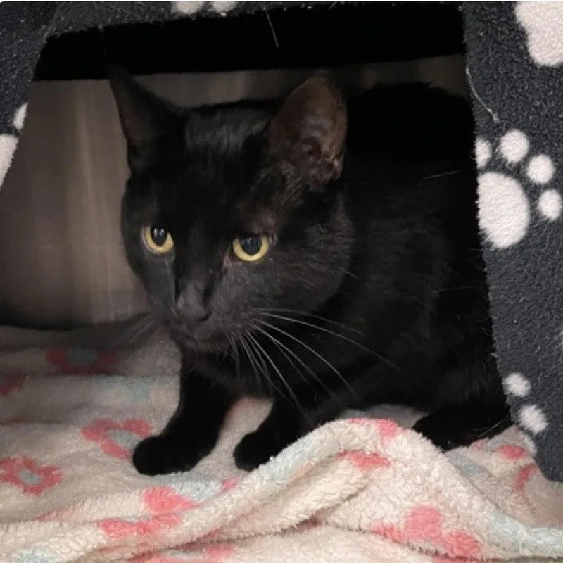 An adult medium-sized male Black Domestic Short Hair cat named Floyd for adoption in Wheaton, IL