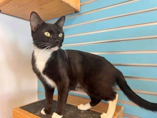 An adult medium-sized female Domestic Short Hair cat named Mittens for adoption in Fairfield, CA