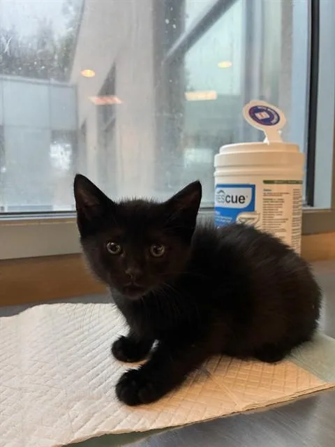 A baby small-sized female Domestic Short Hair cat named Wanda for adoption in San Jose, CA