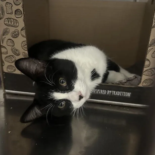 A young small-sized male Black & White / Tuxedo Domestic Short Hair cat named Waldo for adoption in Grand Rapids, MI