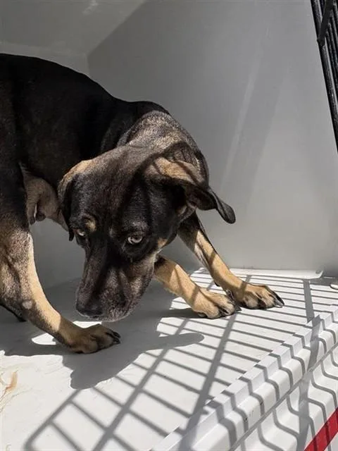 A young large-sized female German Shepherd Dog dog named A for adoption in Houston, TX