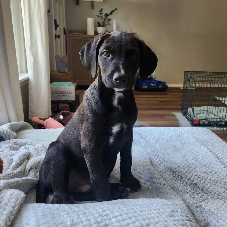 A baby small-sized male Black Labrador Retriever dog named Sparkle for adoption in Springfield, MO
