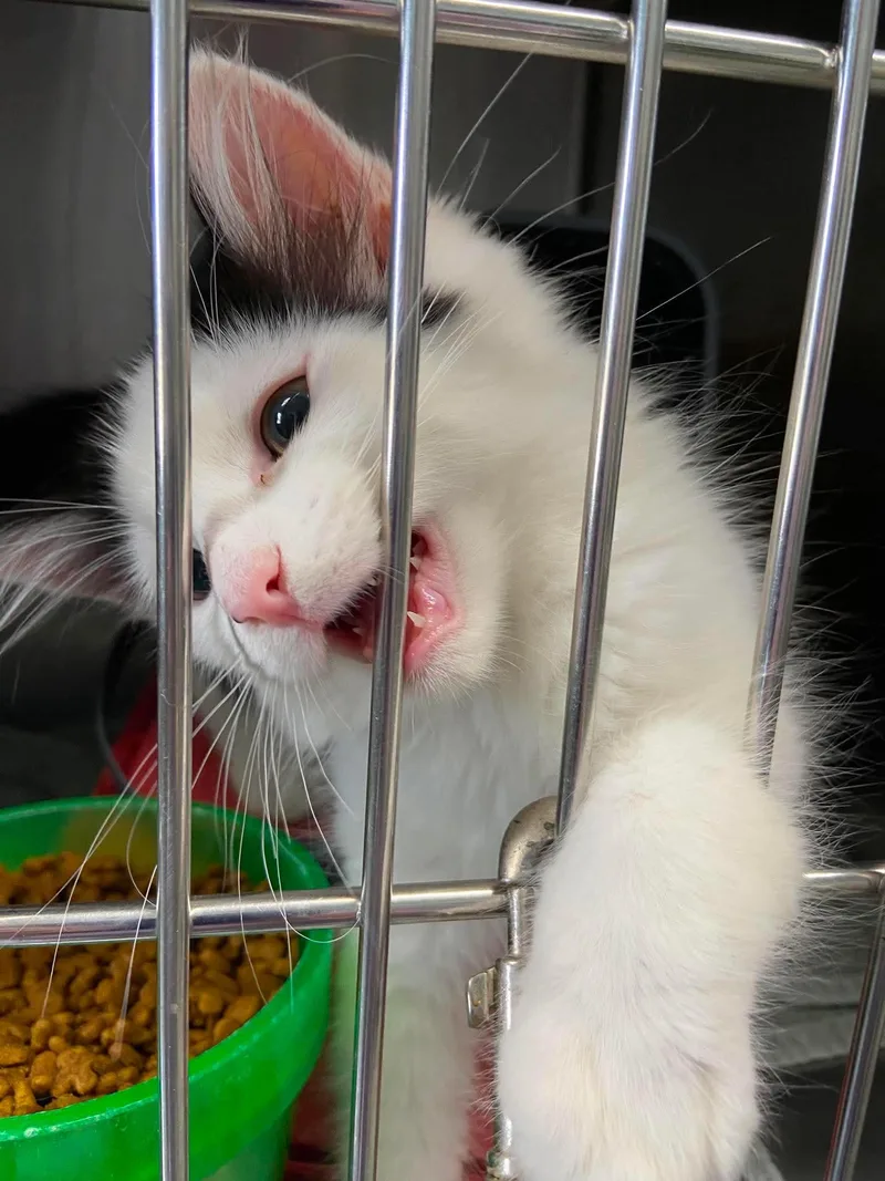 A baby medium-sized male Black & White / Tuxedo Domestic Short Hair cat named Jersey  Visit At for adoption in Rustburg, VA
