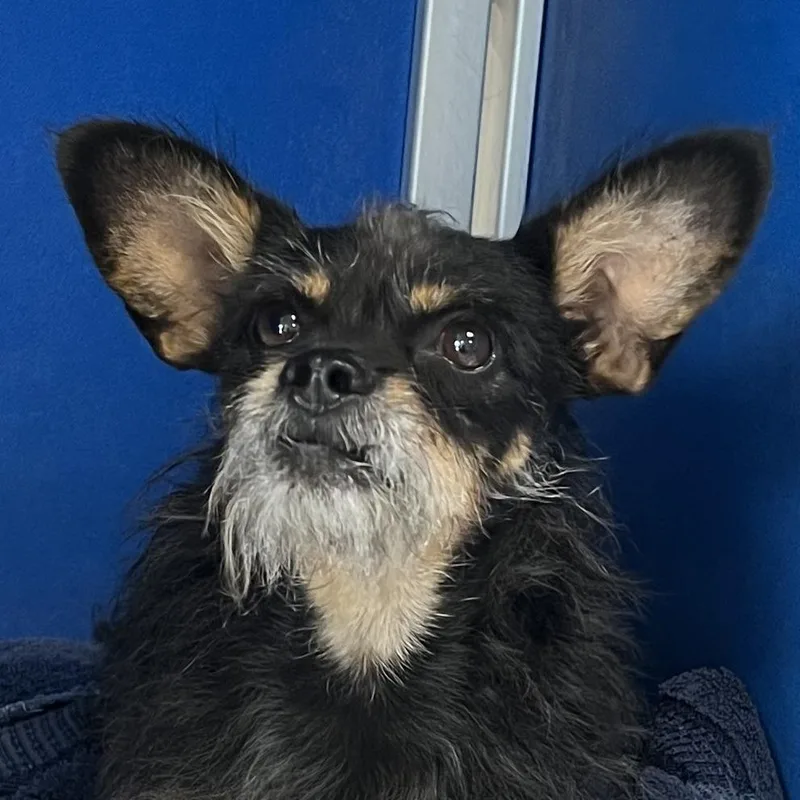An adult small-sized male Black Mixed Breed dog named 111744 for adoption in Las Cruces, NM