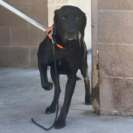 An adult large-sized male Black Labrador Retriever dog named Lip for adoption in Grass Valley, CA
