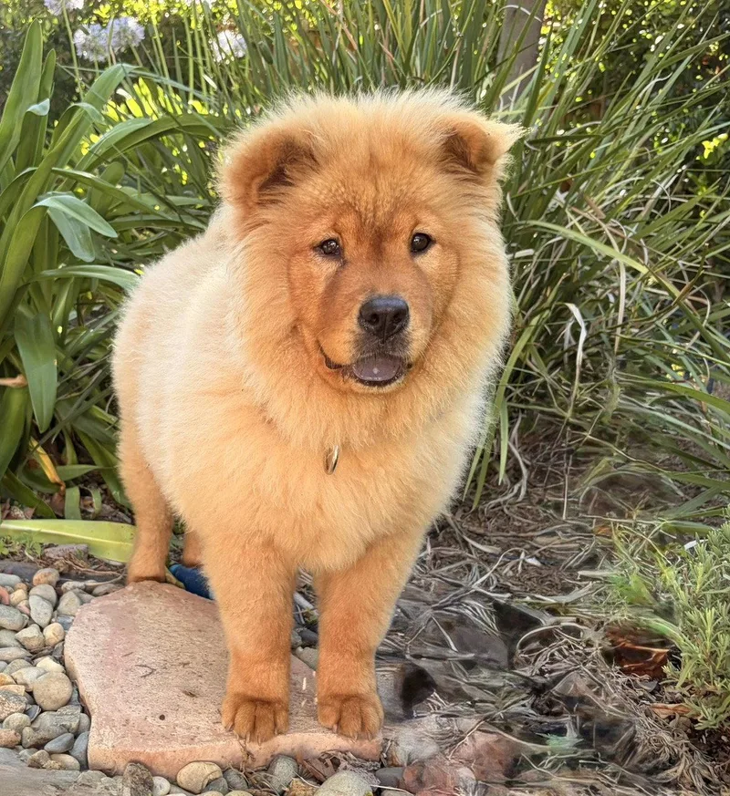 A baby large-sized female Chow Chow dog named Apple Fritter for adoption in Palo Alto, CA
