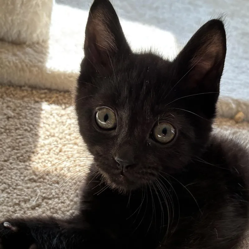 A baby small-sized male Domestic Short Hair cat named Salamander for adoption in Cumming, GA