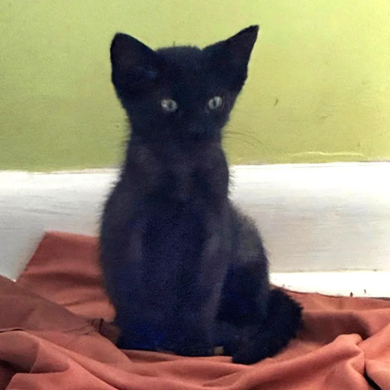 A baby small-sized male Domestic Short Hair cat named Lightning for adoption in Brownsboro, AL