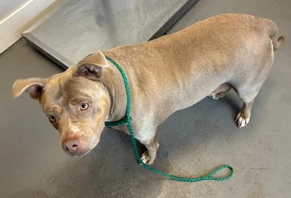 An adult medium-sized female Pit Bull Terrier dog named Gaia for adoption in Salt Lake City, UT
