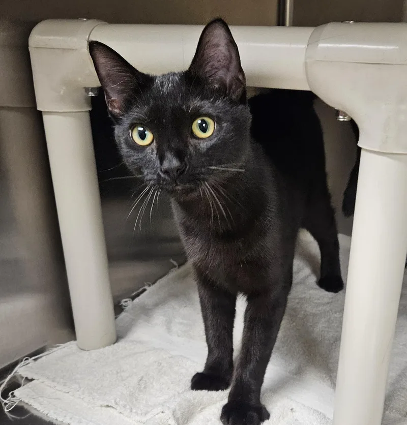 A young medium-sized female Black Domestic Short Hair cat named Batsy for adoption in Bluffton, IN