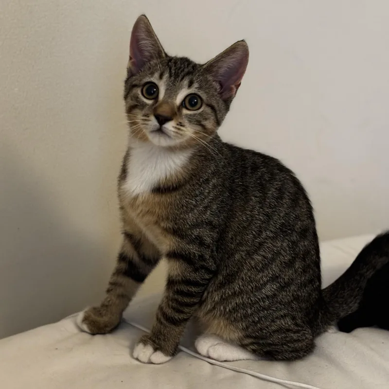 A baby small-sized male Tabby (Buff / Tan / Fawn) Domestic Short Hair cat named Drum Beat for adoption in Richmond, VA