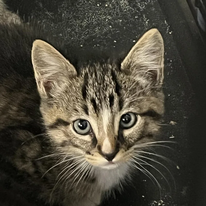 A baby small-sized male Brown / Chocolate Domestic Short Hair cat named Berry for adoption in Idaho Falls, ID