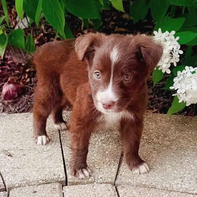 A baby medium-sized male Red / Chestnut / Orange Mixed Breed dog named Griffen for adoption in Itasca, IL