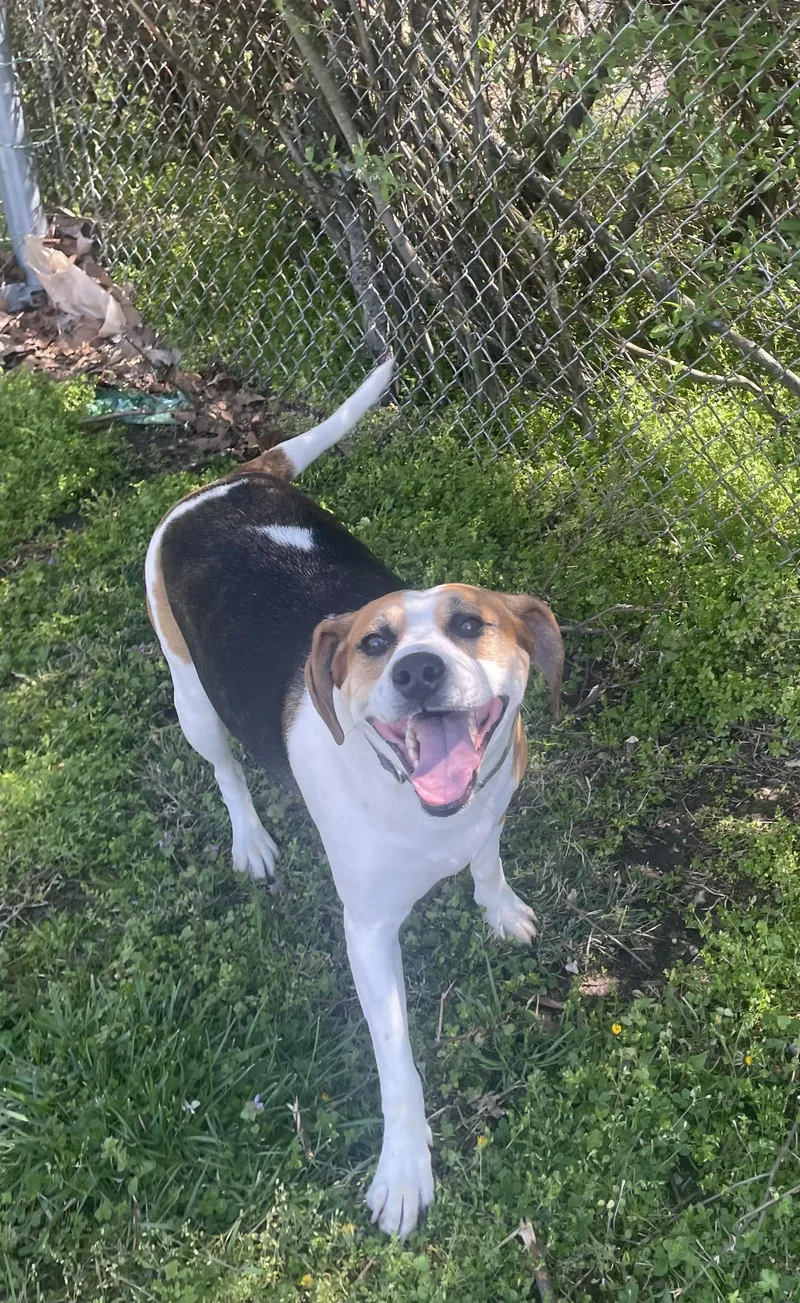 An adult medium-sized female Tricolor (Brown, Black, & White) Foxhound dog named Margot for adoption in Point Pleasant, WV