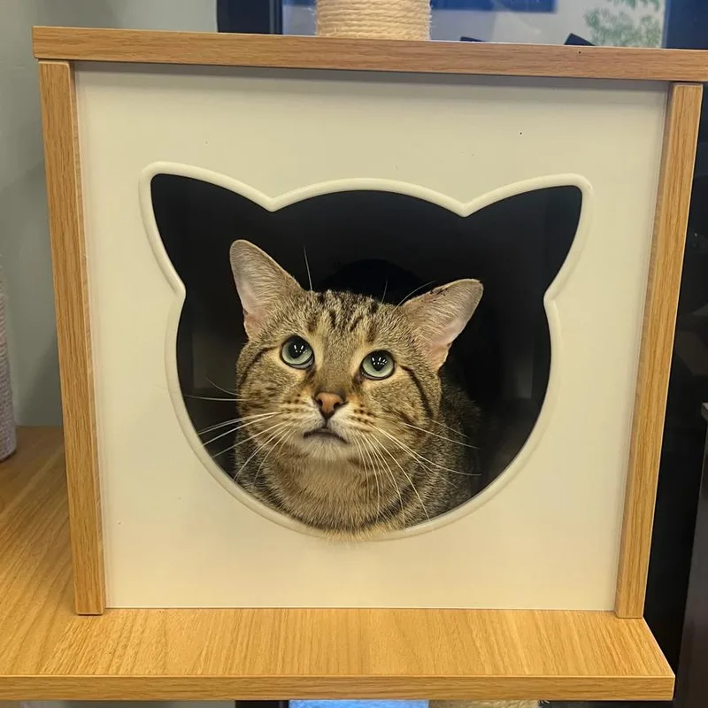 A young large-sized male Brown / Chocolate Domestic Short Hair cat named Carlos for adoption in Hinsdale, IL
