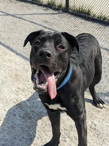 Goofy Goober The Iii