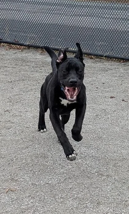 Goofy Goober The Iii thumbnail 2