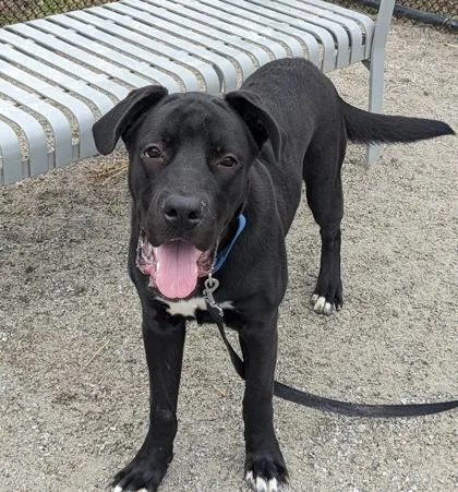 Goofy Goober The Iii thumbnail 3