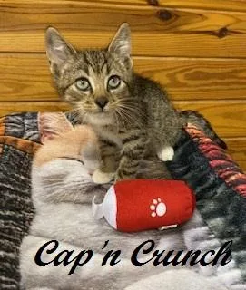 A baby medium-sized male Tabby (Brown / Chocolate) Tabby cat named Cap'n Crunch for adoption in Southern Pines, NC