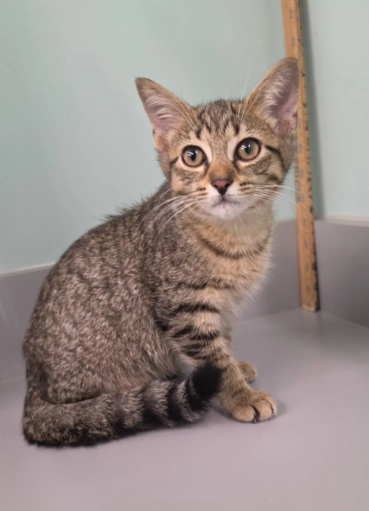 Jazzy