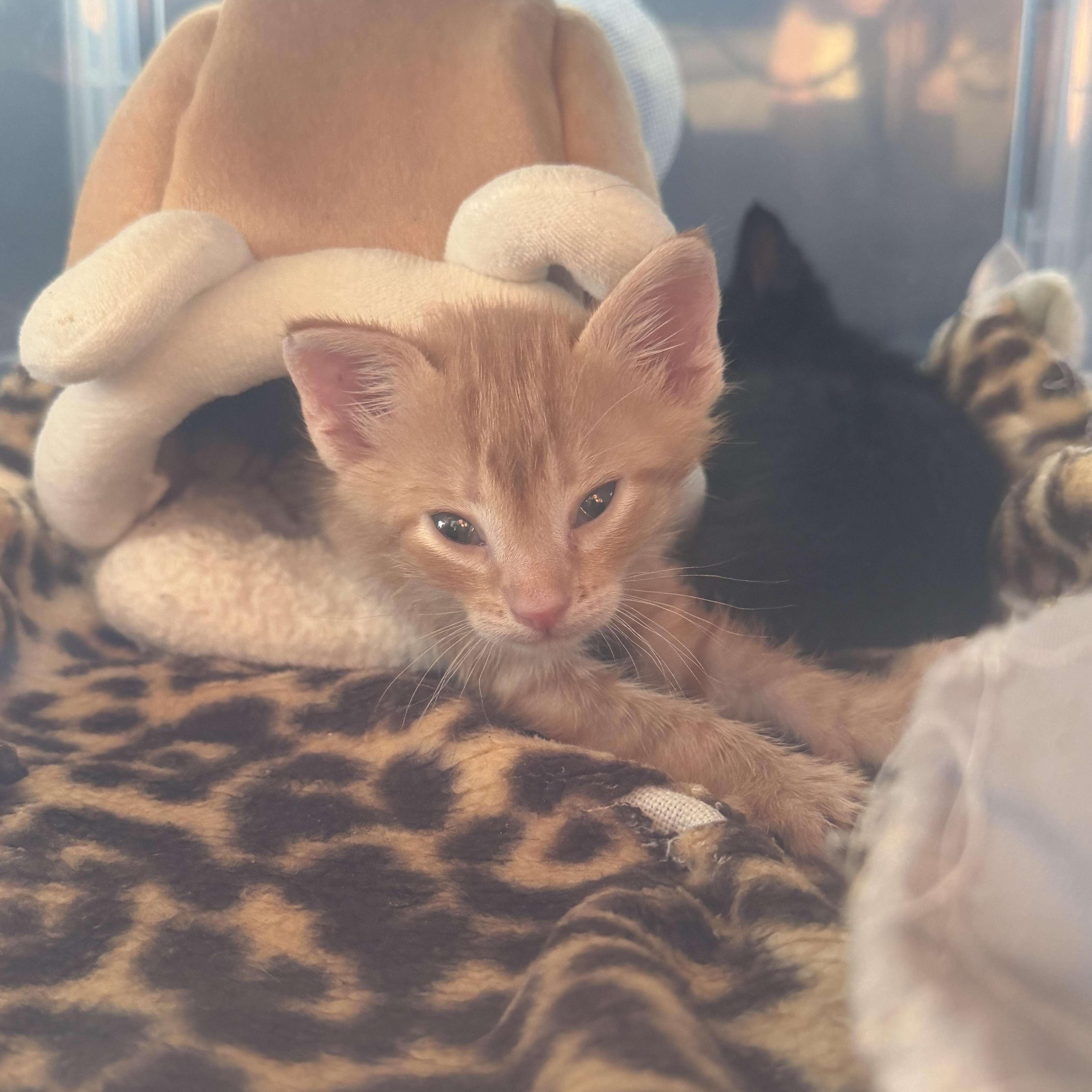 A baby medium-sized male Orange / Red Domestic Medium Hair cat named Zion for adoption in Kent, WA