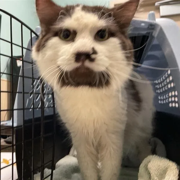 A senior medium-sized male Brown / Chocolate Domestic Medium Hair cat named Sasquatch for adoption in Tacoma, WA