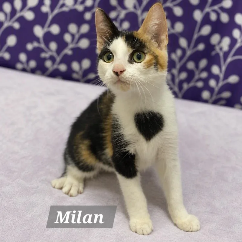 Milan thumbnail 2