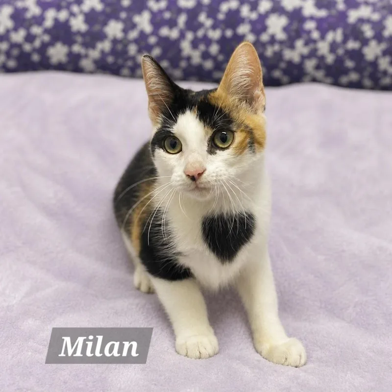 Milan thumbnail 3