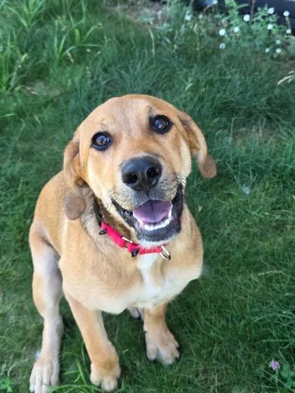 A baby medium-sized female Mixed Breed dog named Tunka for adoption in Traverse City, MI