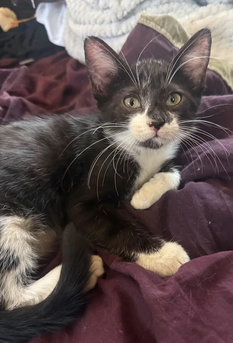 A baby small-sized female Domestic Short Hair cat named Sasha for adoption in Gilbert, AZ