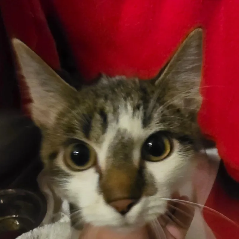 A baby small-sized male Domestic Short Hair cat named Pete for adoption in Council Bluffs, IA