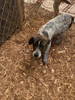 A baby medium-sized male Australian Cattle Dog / Blue Heeler dog named Bandit for adoption in Cumming, GA