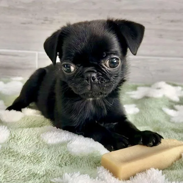 A baby small-sized female Black Pug dog named Rachel for adoption in Alvin, TX