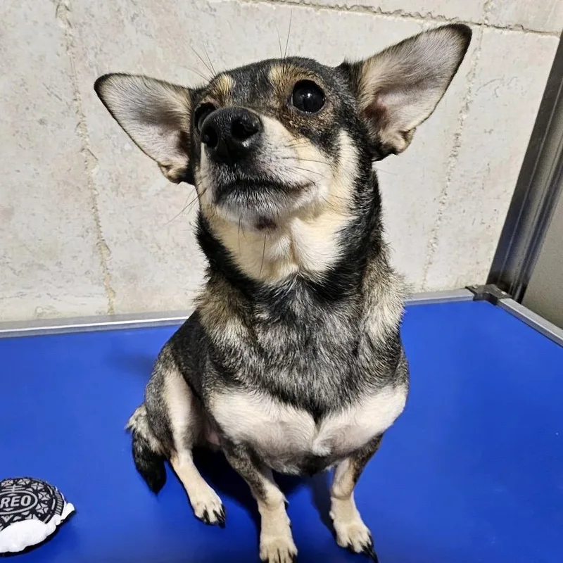 An adult small-sized female Brown / Chocolate Chihuahua dog named Zuma for adoption in Hattiesburg, MS