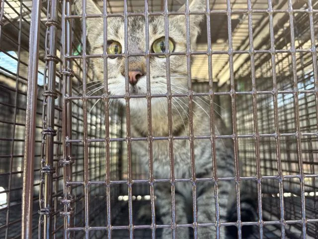 A young medium-sized female Domestic Short Hair cat named Alix for adoption in Panama City, FL