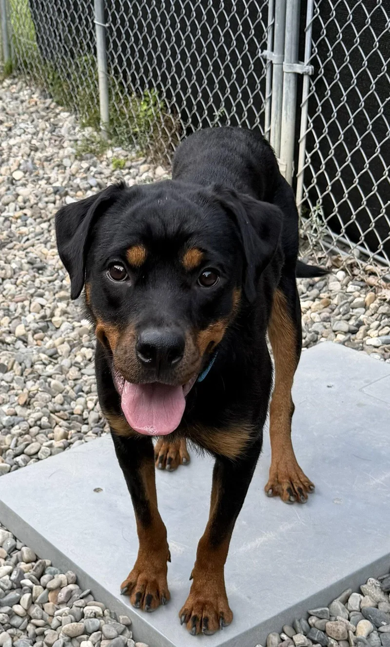 A young large-sized female Rottweiler dog named Hollie for adoption in Hillsboro, NH