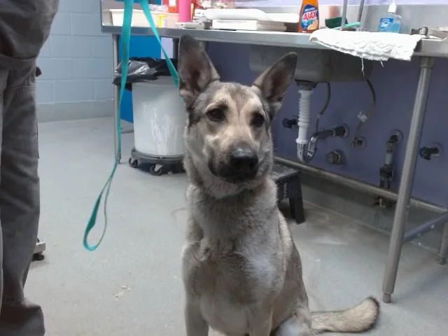 An adult medium-sized male German Shepherd Dog dog named Draco for adoption in Albuquerque, NM